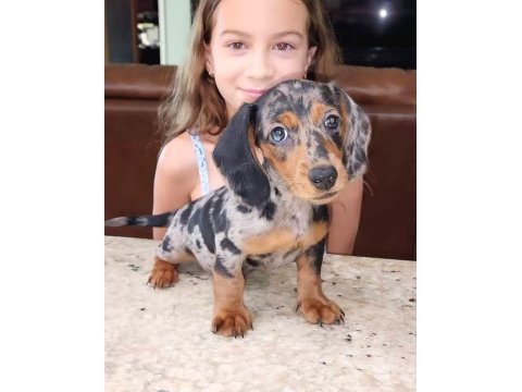 Blue merle mini dachshund bebeğimiz çiftliğimiz