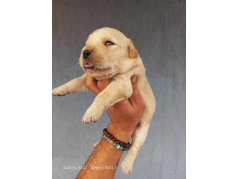 Baby face golden retriever yavrular