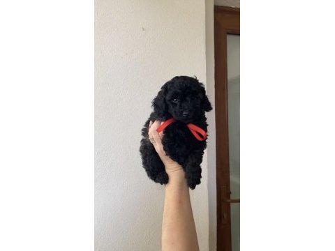 Toy poodle yavrular bandırma