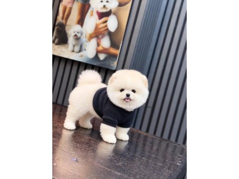 Sağlık ve ırk garantili pomeranian