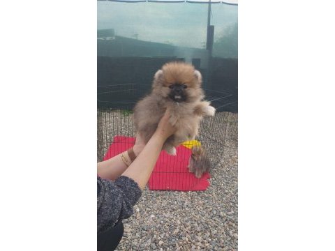 Bayram özel kampanya bayram şekerleri pomeranian boo