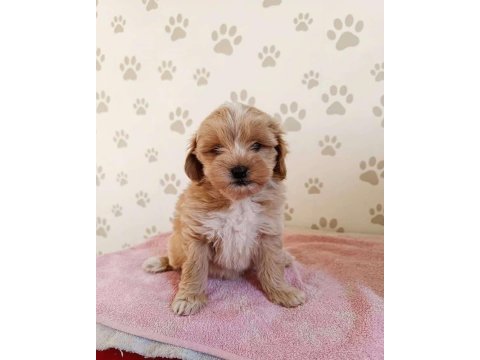 Maltipoo ırkının en iyisini isteyenlere