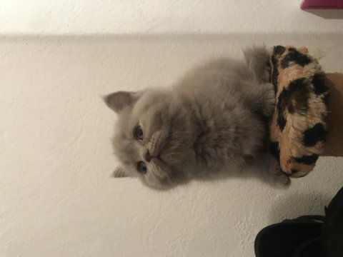Scottish straight ve scottish fold