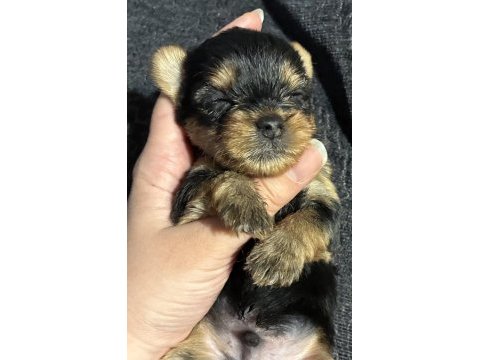 Türkiyede böylesi yok kore yorkshire terrier