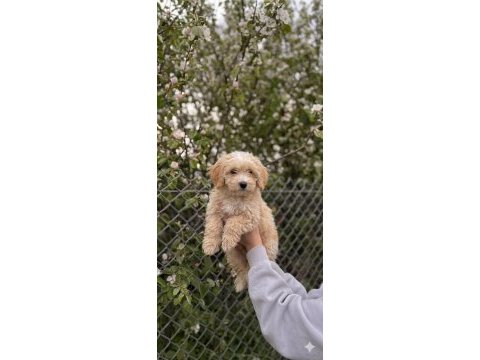 Toy poodle ve maltipoo