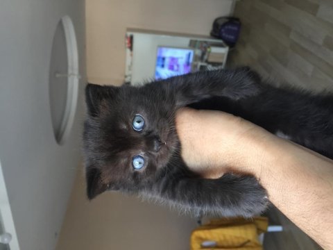 British shorthair bitter yavru