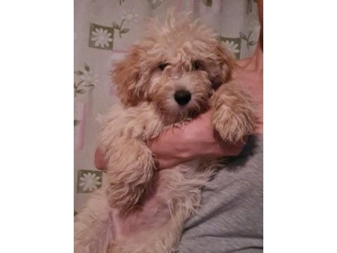 6 ocak doğumlu son erkek maltipoo