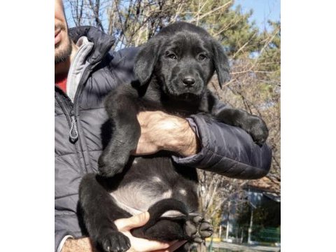 Labrador yavru köpeğimiz