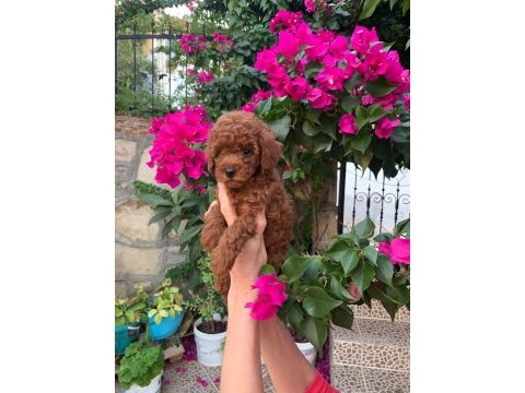 Kıvırcık toy poodle köpekler