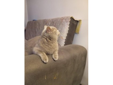 Dişi british shorthair