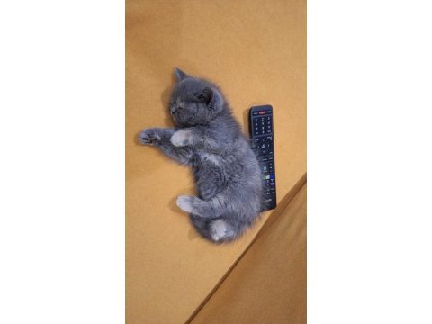 3 aylık aşıları yapıldı scottish fold