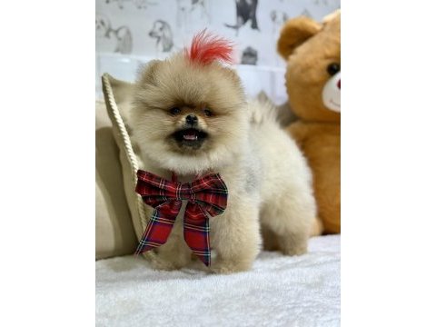 Show class efsane dişi pomeranian boo