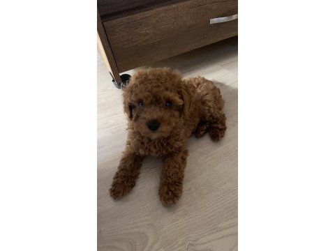 Gölgemiz çok tatlı poodle