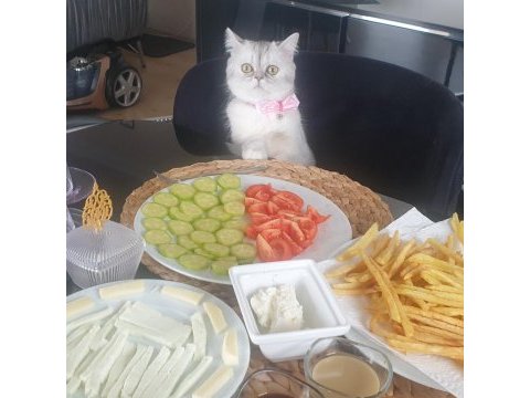 British shorthair prenses