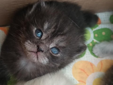 1 aylık british longhair yavru rezerve