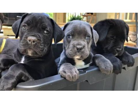 Profesyonel üretim çifliğinden cane corso kapıda ödeme