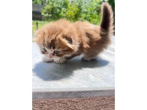Kedimiz karamel yeni yuvasını arıyor