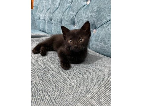 Ücretsiz sahiplendirme british shorthair