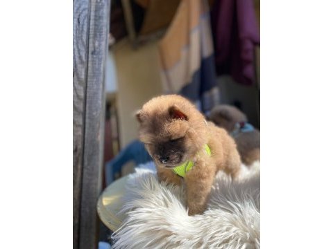 Tosuncuk dişi erkek chow chow yavrular