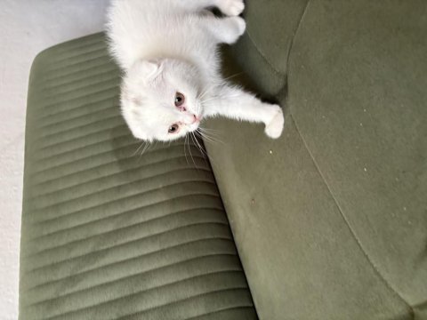 2,5. aylık scottish fold