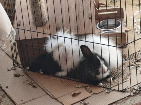Teddy lop 5 aylık kız tavşan