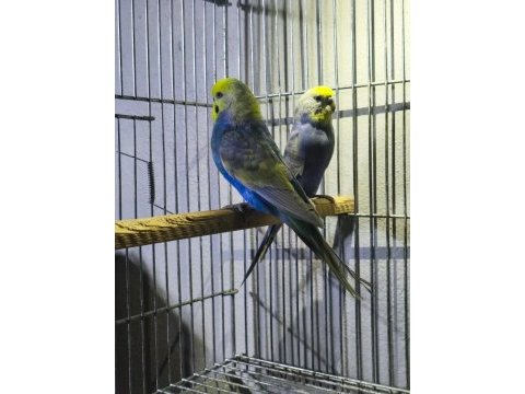Rainbow takım muhabbet kuşu