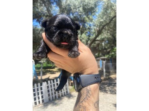 A kaliteli zeki oyuncu egzotik french bulldog yavrularım