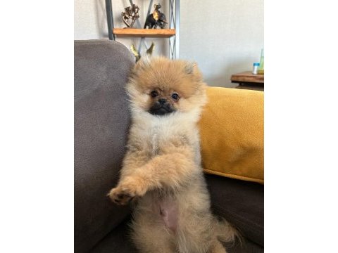 Çok yakışıklı pomeranian köpeğimiz
