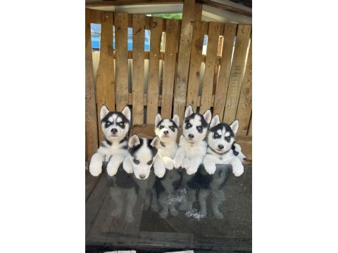 A kalite sibirya (husky) yavrular