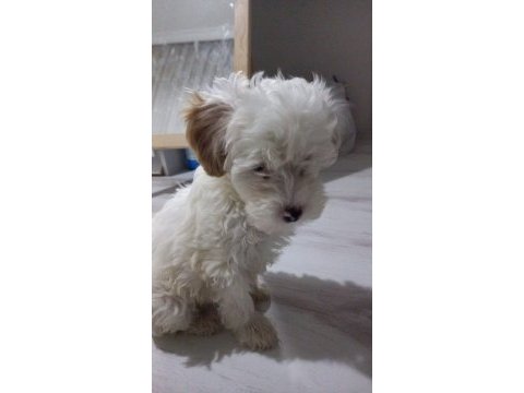 Maltipoo 3 aylık yavru