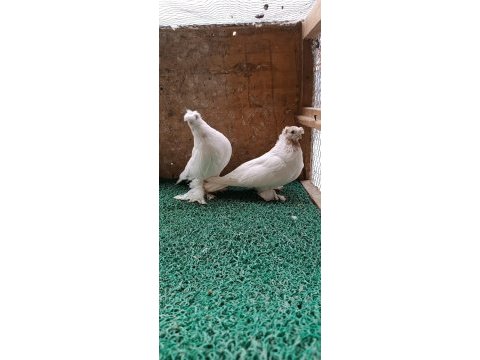 Özbek taklacı güvercini (çift tepeli gülbademler)
