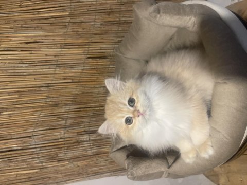 Anne baba şecereli ny12 safkan british longhair dişi
