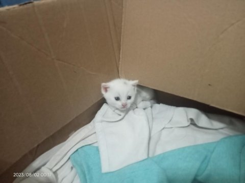 Yavru scottish fold