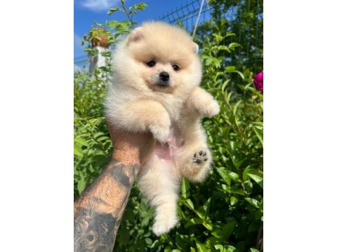 Pomeranian boo