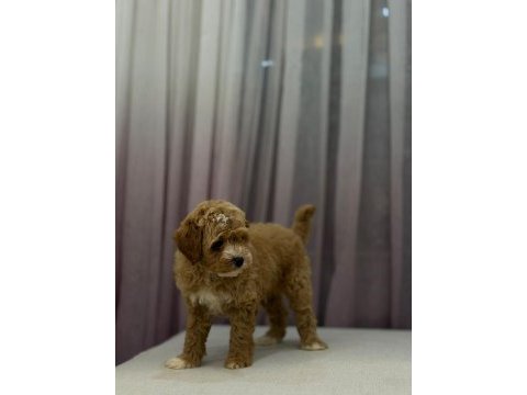 Poodle ayarında maltipoo erkek 