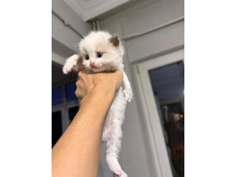 Ragdoll yavrular