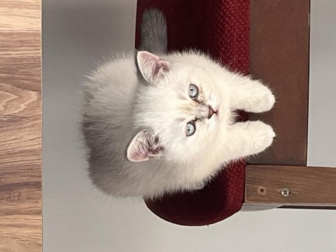 3 aylık dişi british shorthair