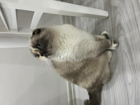 Scottish fold güzel kızım