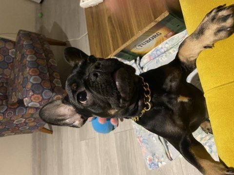 Black tan 5 aylık fransız bulldog