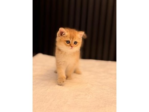 British shorthair golden ny11