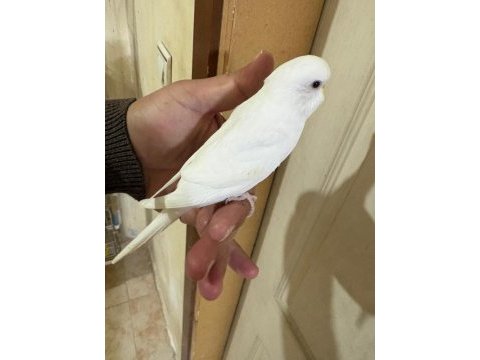 29 günlük albino dişi bebek muhabbet kuşu
