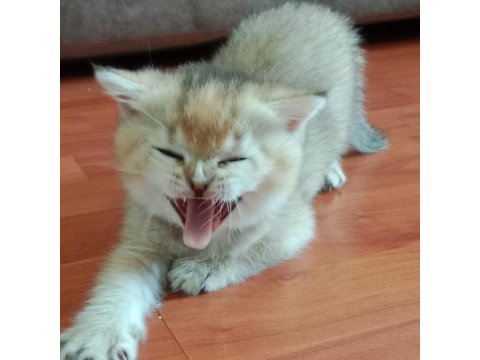 Safkan british shorthair