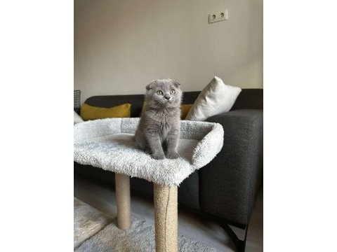 Sıfır kulak scottish fold cinsi yavrumuza aile arıyoruz