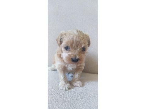 Maltipoo yavrular