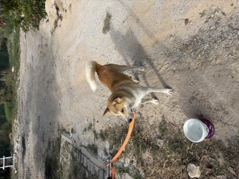 1 yaşında akita inu uysal sosyal oyuncu