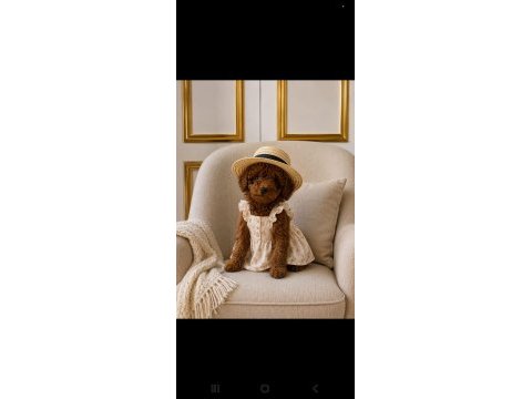 Tatlı mınık köpekler