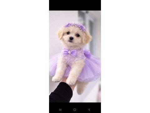Maltipoo yavrum 55 günlük