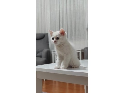 10 ağustos itibariyle 60 günlük british shorthair yavrular