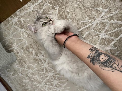 Pıtır bey iran kedisi