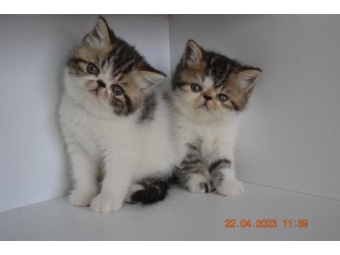 Safkan silver marble tabby dişi exotic shorthair yavru